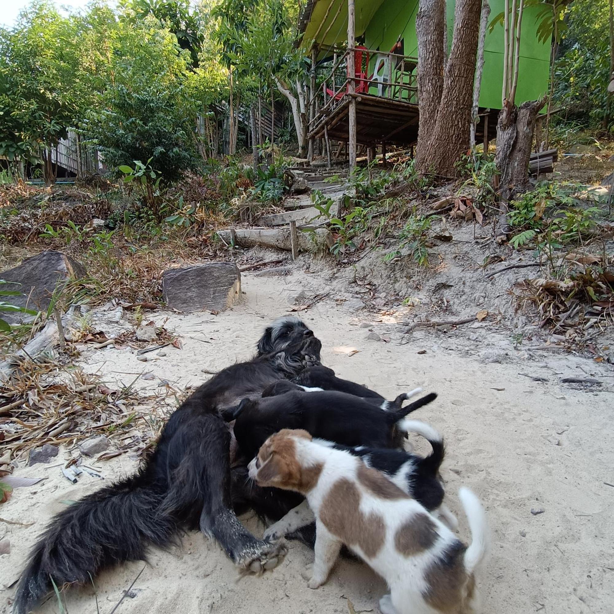 Sweet Jungle Camping Kaoh Touch Exterior foto