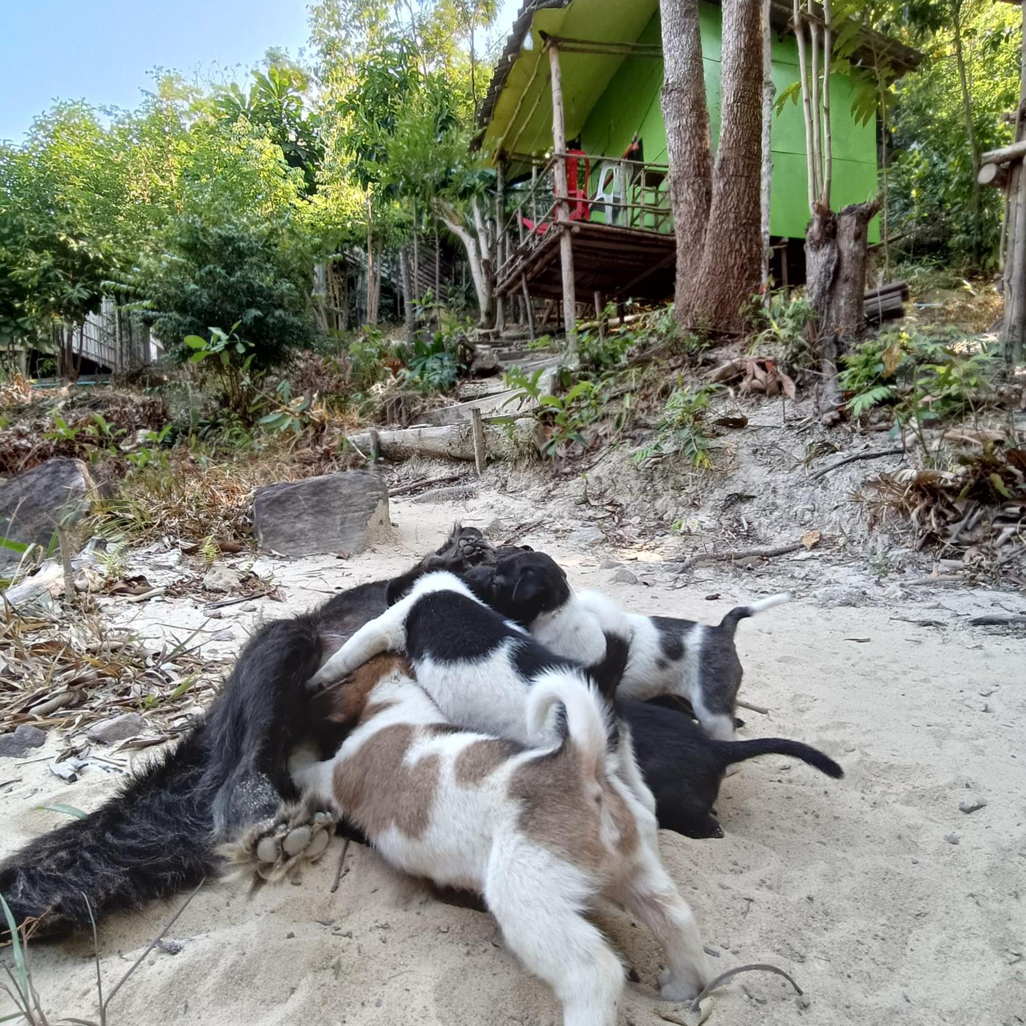 Sweet Jungle Camping Kaoh Touch Exterior foto